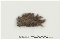 藏品(曲尾苔屬)的圖片